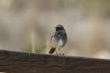 J01_4612 Black Redstart.JPG